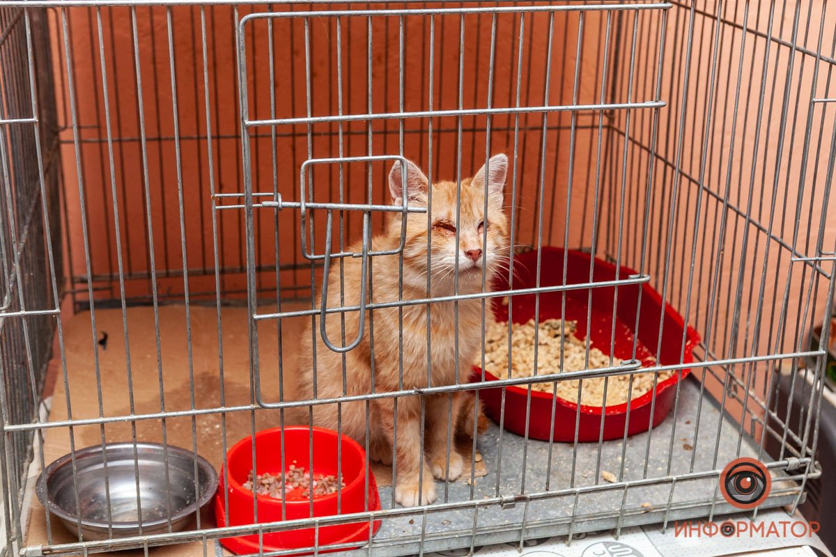 Лучик надежды: где в Днепре найти себе друга и как помочь приюту для животных 16