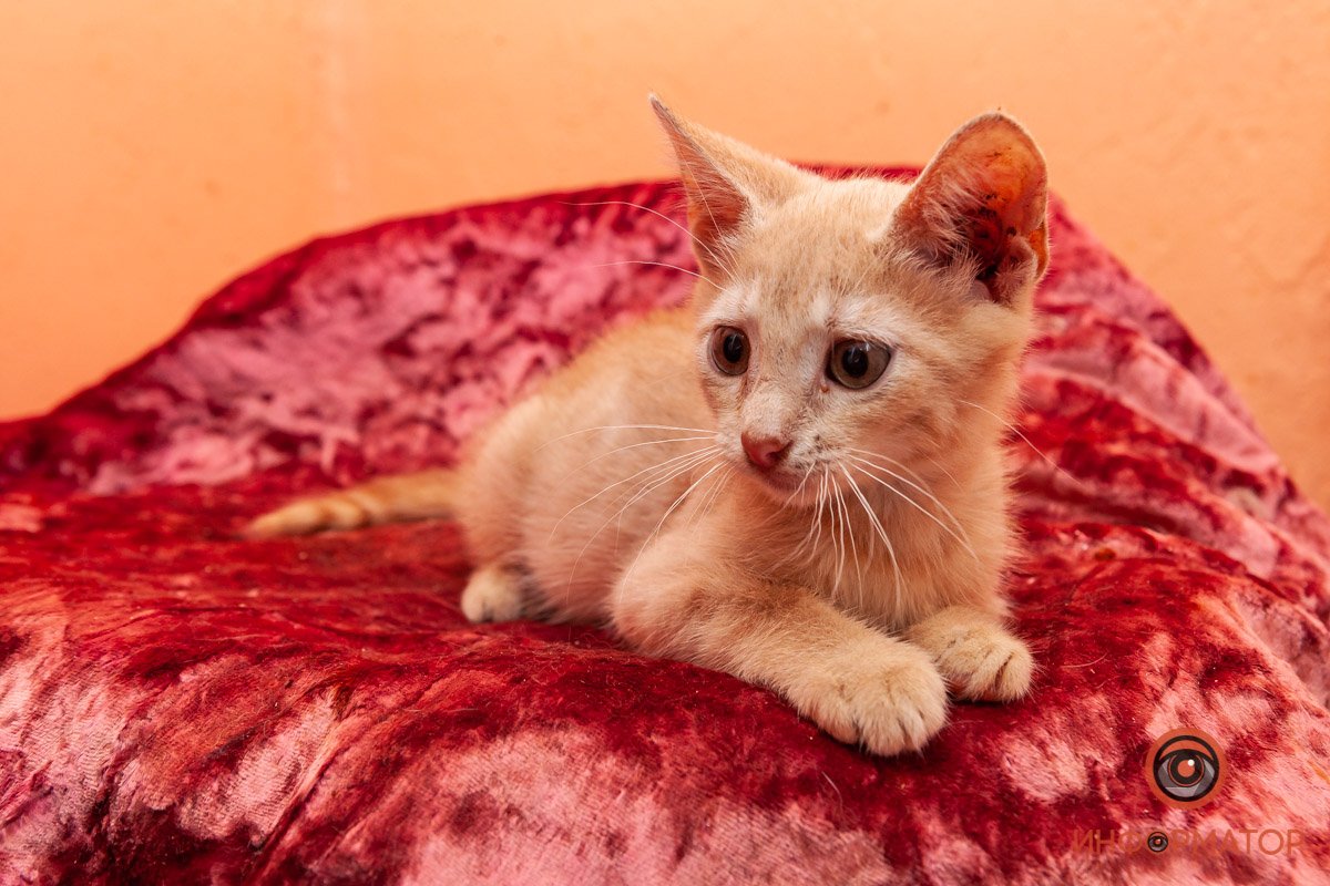 Лучик надежды: где в Днепре найти себе друга и как помочь приюту для животных 17