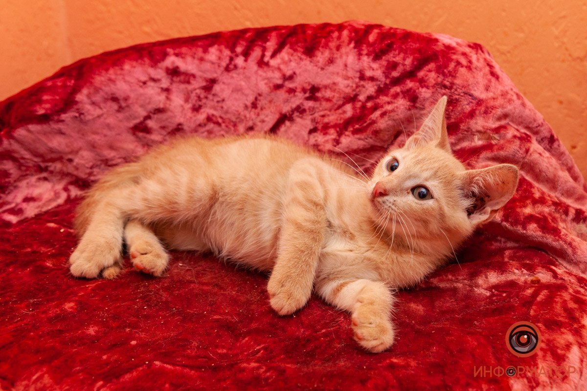 Лучик надежды: где в Днепре найти себе друга и как помочь приюту для животных 18