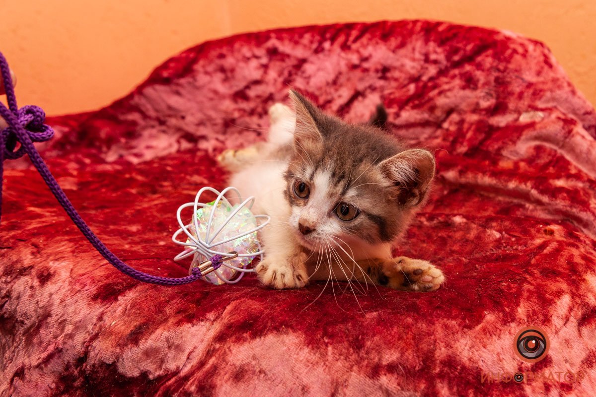 Лучик надежды: где в Днепре найти себе друга и как помочь приюту для животных 19