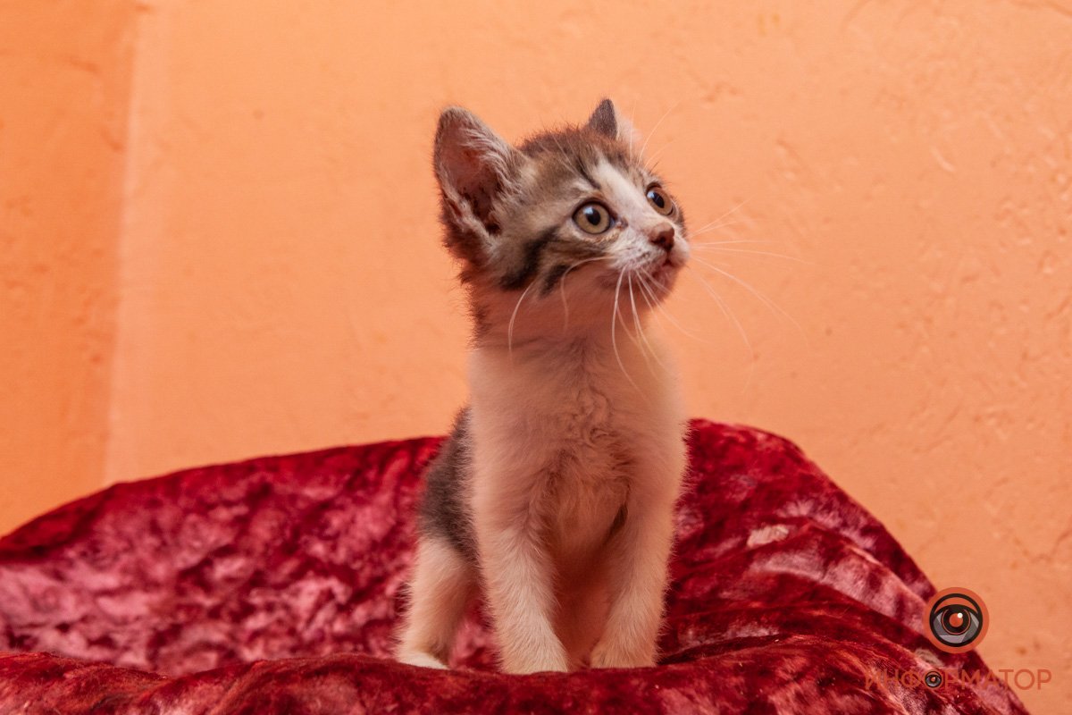 Лучик надежды: где в Днепре найти себе друга и как помочь приюту для животных 20