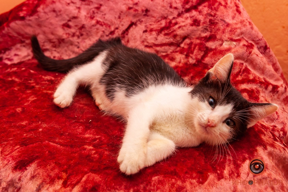 Лучик надежды: где в Днепре найти себе друга и как помочь приюту для животных 21