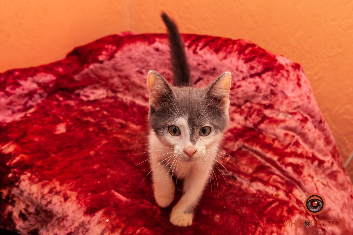 Лучик надежды: где в Днепре найти себе друга и как помочь приюту для животных 22