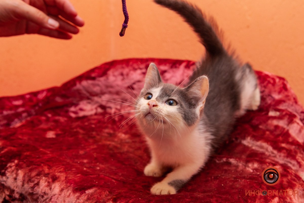 Лучик надежды: где в Днепре найти себе друга и как помочь приюту для животных 23