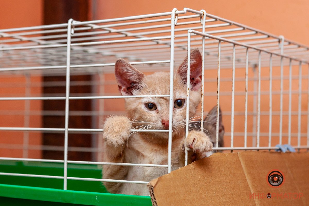 Лучик надежды: где в Днепре найти себе друга и как помочь приюту для животных 24