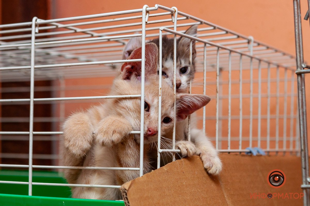 Лучик надежды: где в Днепре найти себе друга и как помочь приюту для животных 25