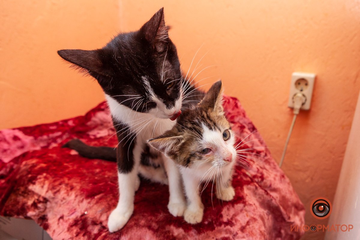 Лучик надежды: где в Днепре найти себе друга и как помочь приюту для животных 26