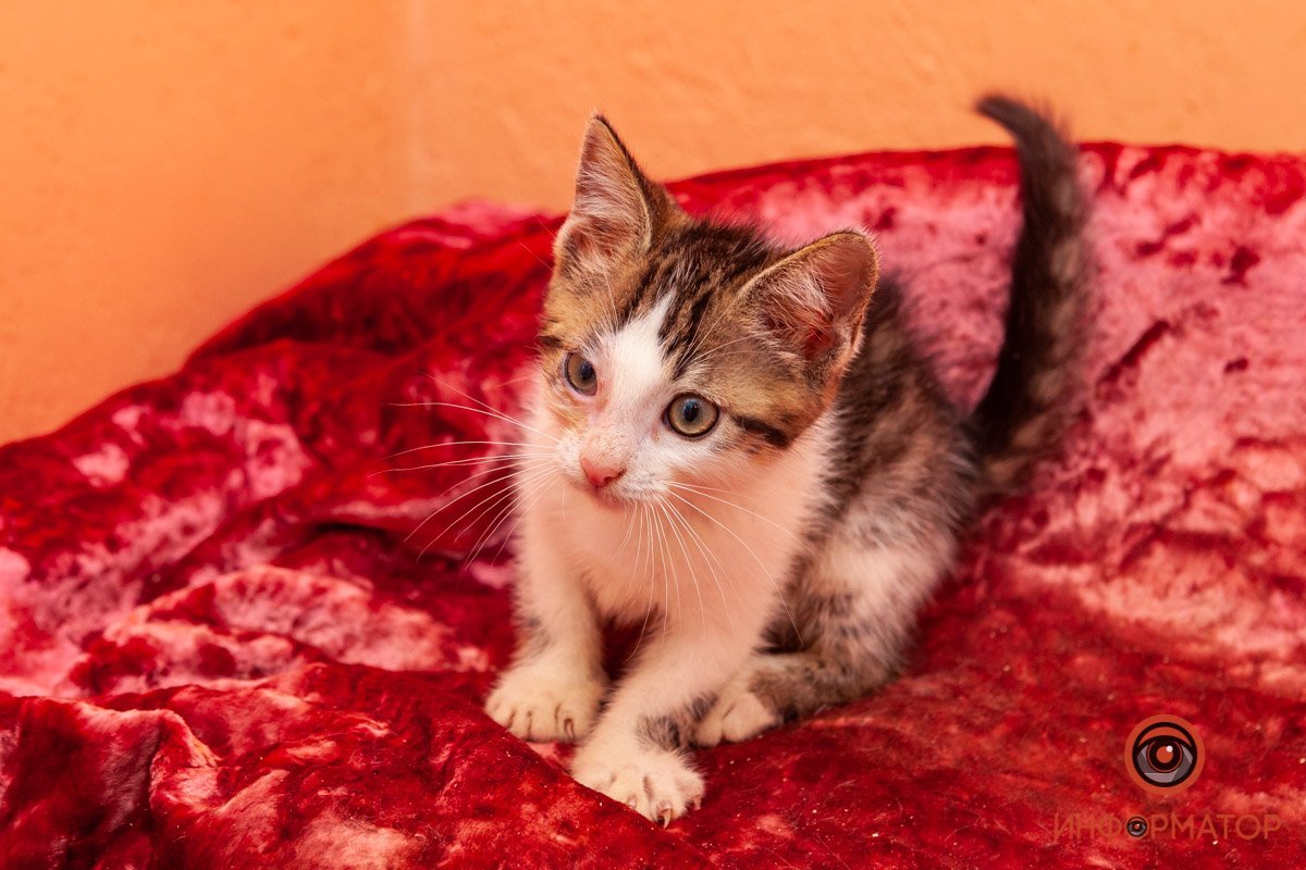 Лучик надежды: где в Днепре найти себе друга и как помочь приюту для животных 27