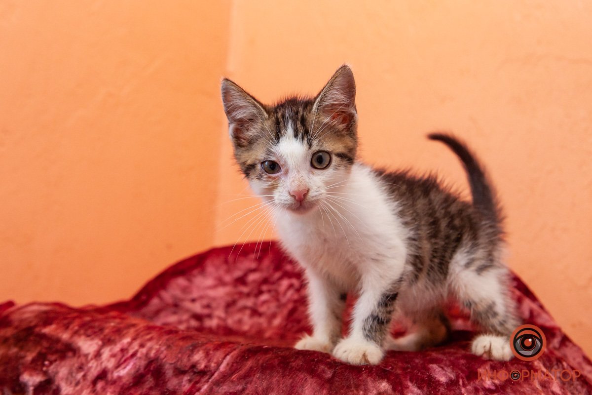 Лучик надежды: где в Днепре найти себе друга и как помочь приюту для животных 28