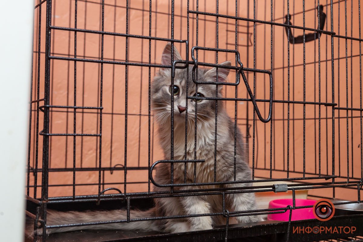 Лучик надежды: где в Днепре найти себе друга и как помочь приюту для животных 29