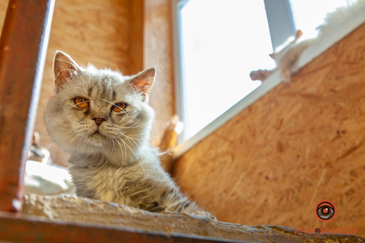 Лучик надежды: где в Днепре найти себе друга и как помочь приюту для животных 30