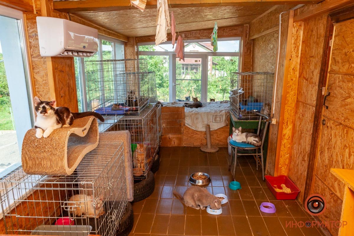 Лучик надежды: где в Днепре найти себе друга и как помочь приюту для животных 31