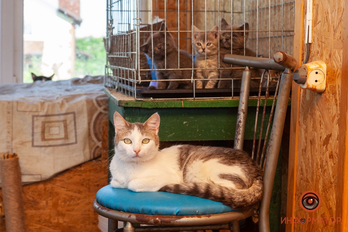 Лучик надежды: где в Днепре найти себе друга и как помочь приюту для животных 33