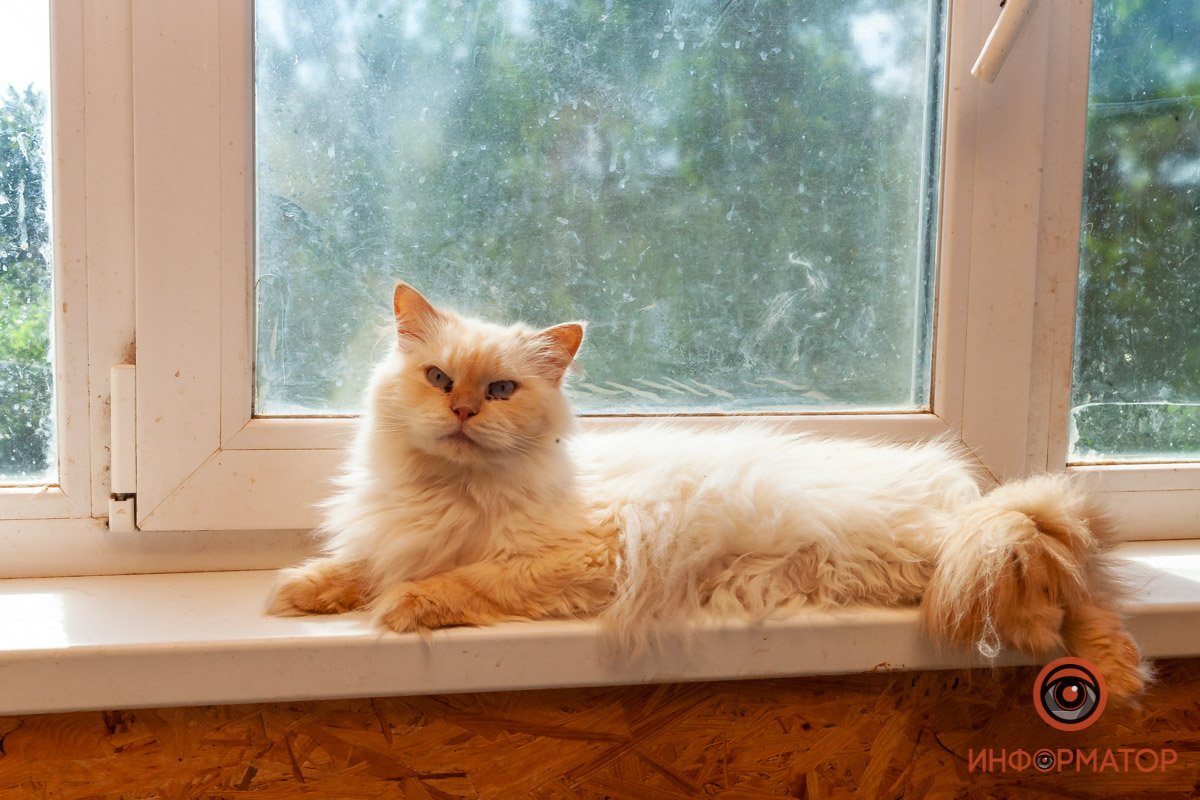 Лучик надежды: где в Днепре найти себе друга и как помочь приюту для животных 34