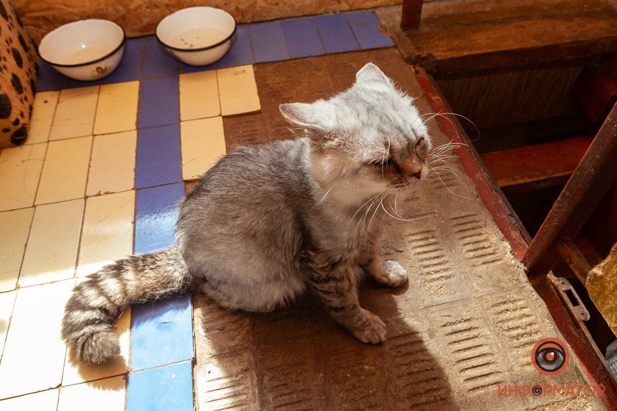 Лучик надежды: где в Днепре найти себе друга и как помочь приюту для животных 35