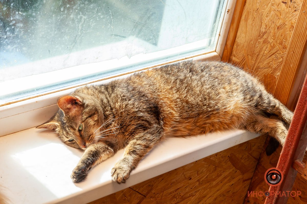 Лучик надежды: где в Днепре найти себе друга и как помочь приюту для животных 36