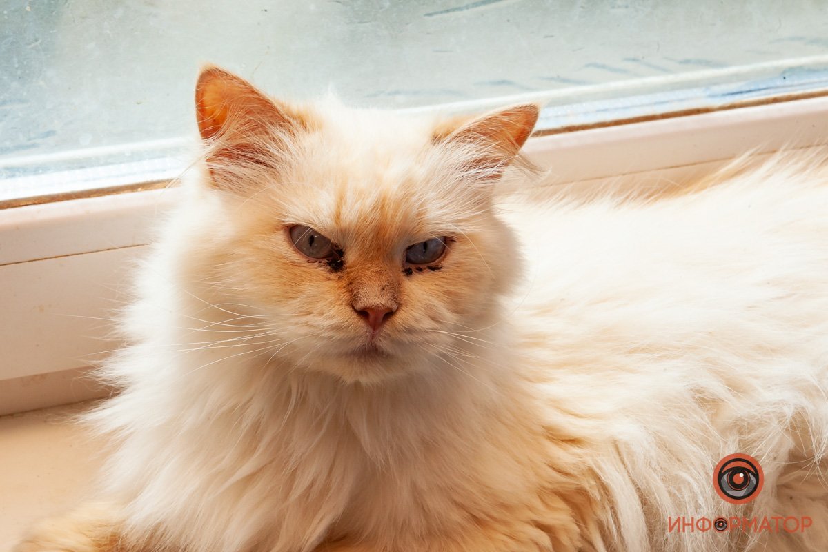 Лучик надежды: где в Днепре найти себе друга и как помочь приюту для животных 37