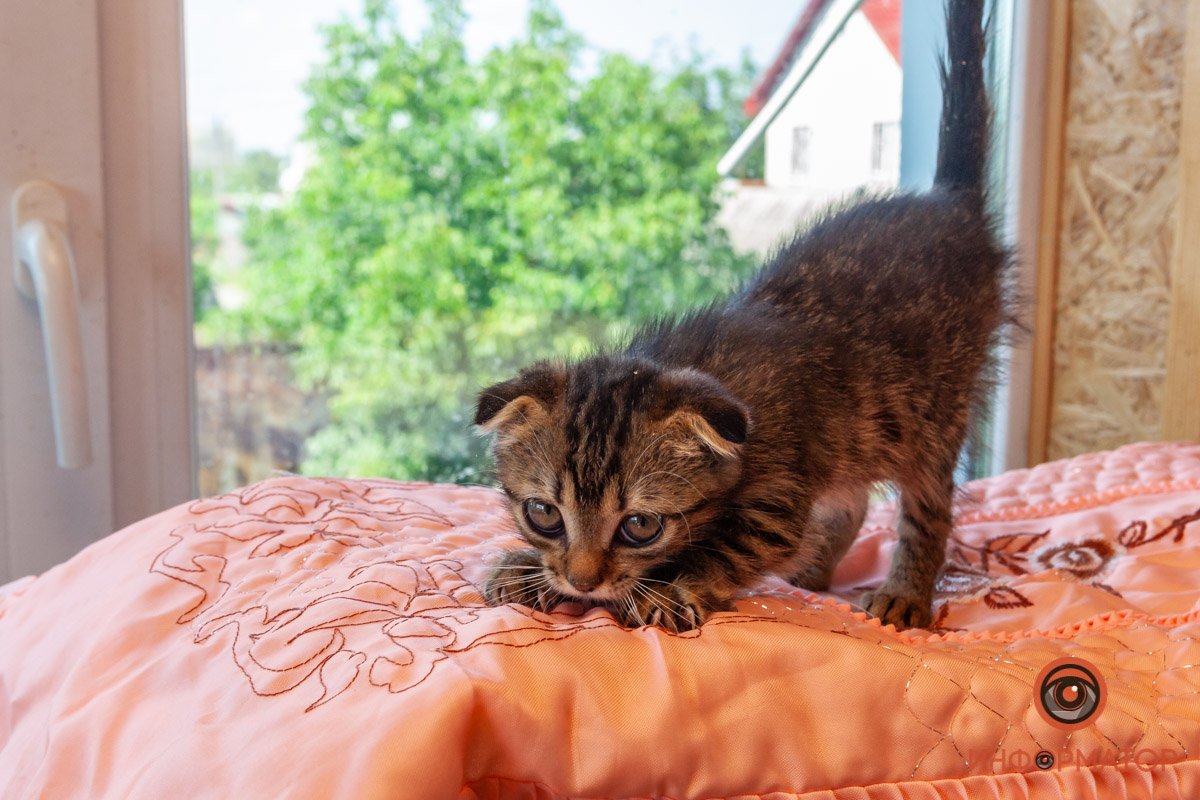 Лучик надежды: где в Днепре найти себе друга и как помочь приюту для животных 38
