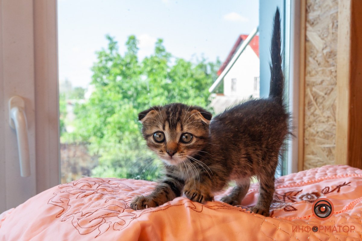 Лучик надежды: где в Днепре найти себе друга и как помочь приюту для животных 39