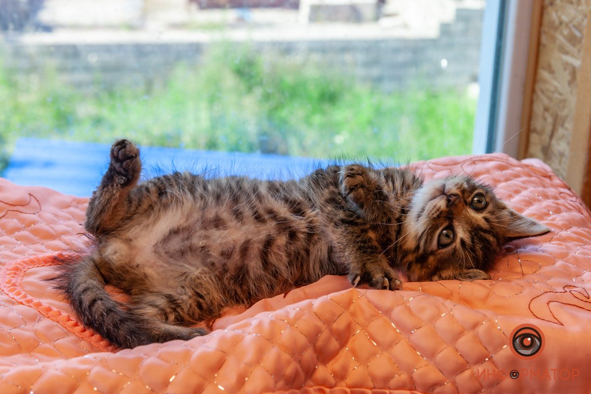 Лучик надежды: где в Днепре найти себе друга и как помочь приюту для животных 40