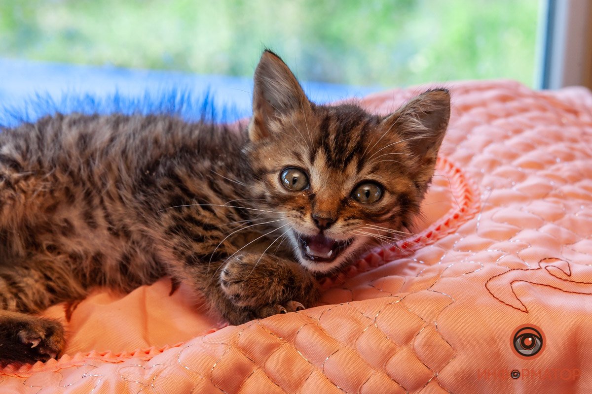 Лучик надежды: где в Днепре найти себе друга и как помочь приюту для животных 41