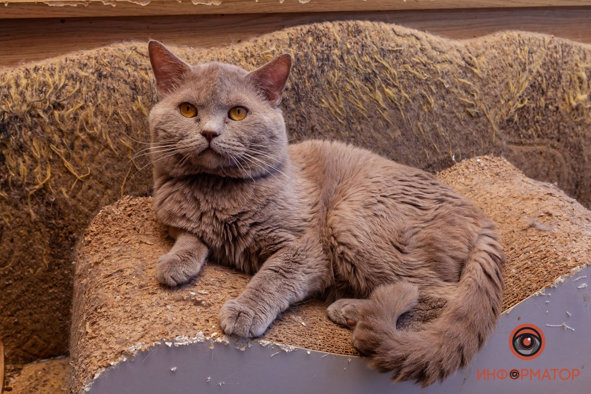 Лучик надежды: где в Днепре найти себе друга и как помочь приюту для животных 42