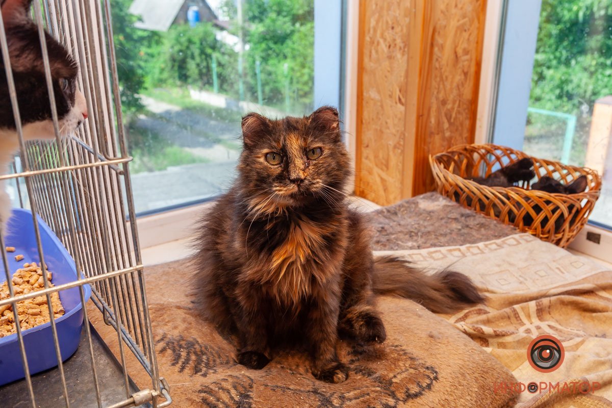 Лучик надежды: где в Днепре найти себе друга и как помочь приюту для животных 43