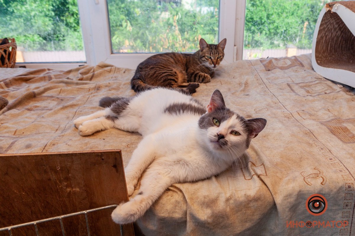 Лучик надежды: где в Днепре найти себе друга и как помочь приюту для животных 44