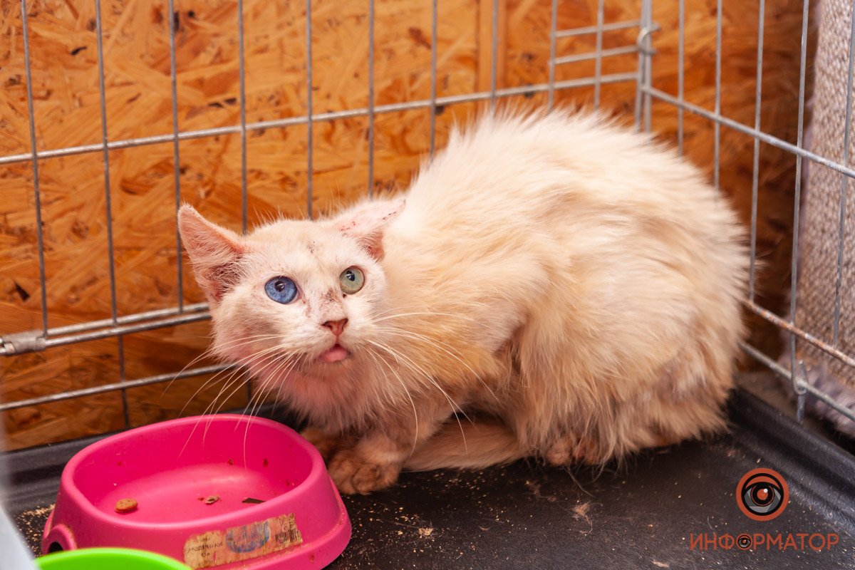 Лучик надежды: где в Днепре найти себе друга и как помочь приюту для животных 45