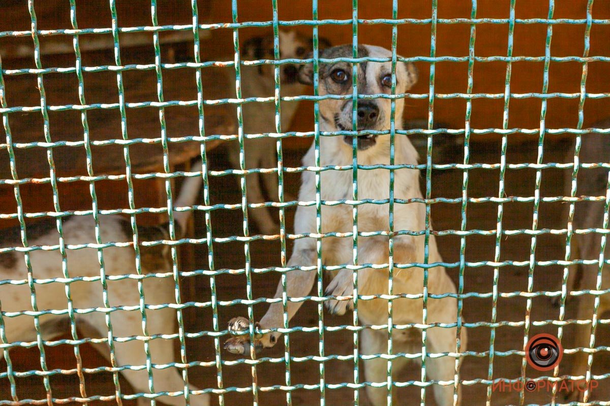 Лучик надежды: где в Днепре найти себе друга и как помочь приюту для животных 46