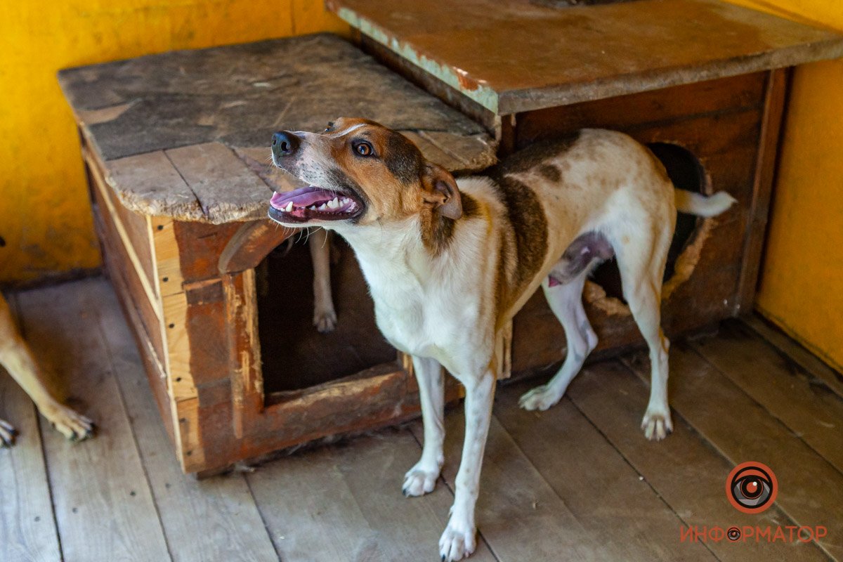 Лучик надежды: где в Днепре найти себе друга и как помочь приюту для животных 47