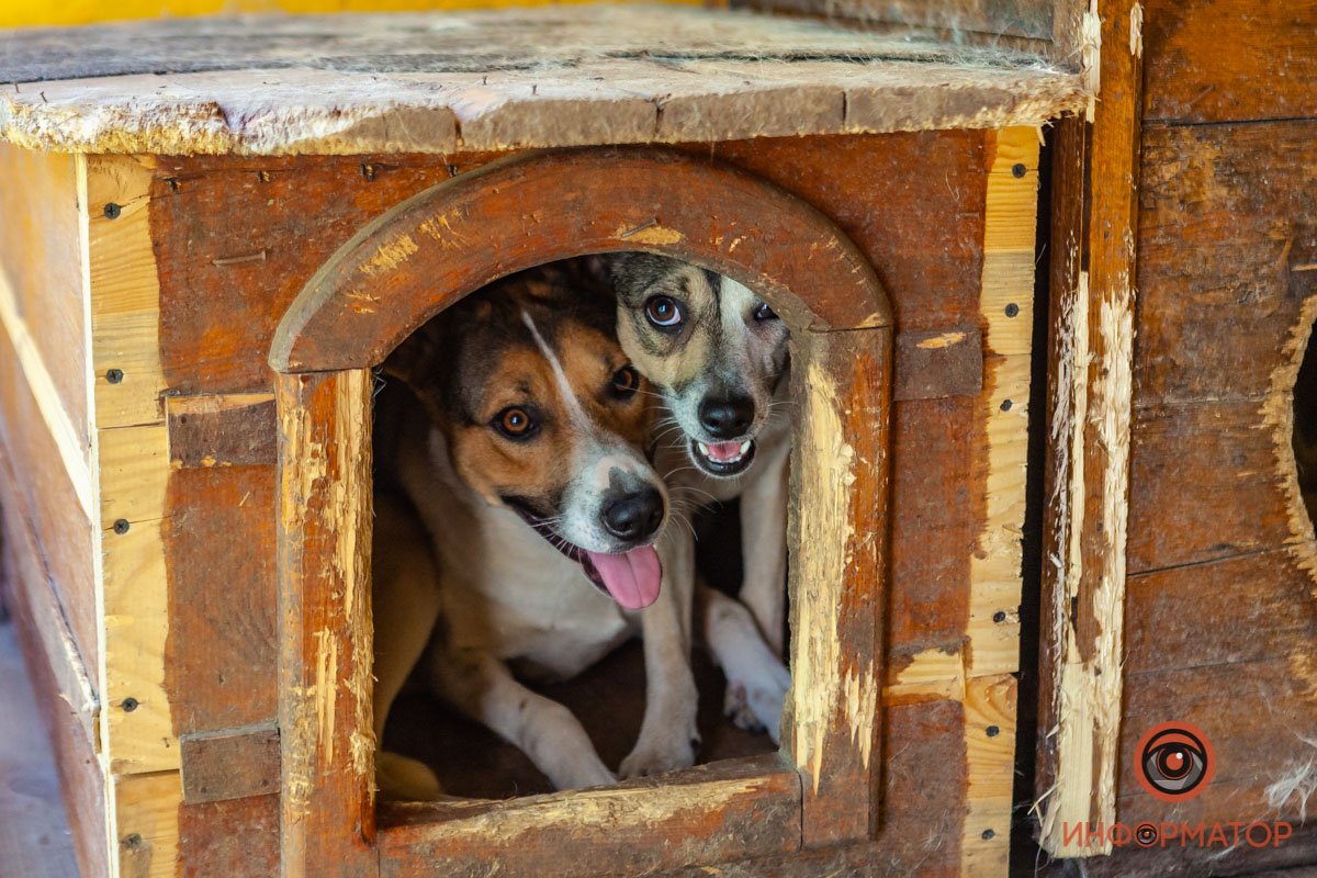 Лучик надежды: где в Днепре найти себе друга и как помочь приюту для животных 48
