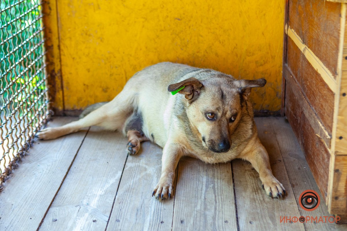 Лучик надежды: где в Днепре найти себе друга и как помочь приюту для животных 49