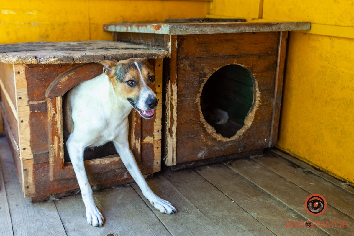 Лучик надежды: где в Днепре найти себе друга и как помочь приюту для животных 50