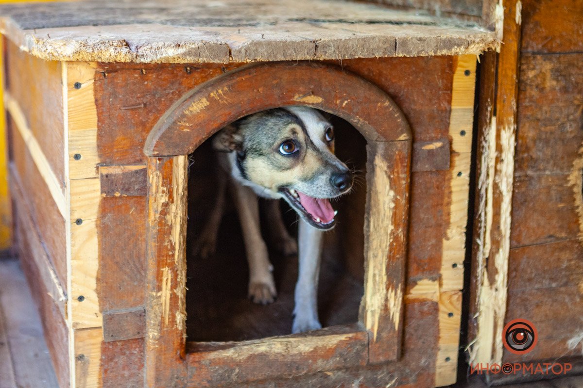 Лучик надежды: где в Днепре найти себе друга и как помочь приюту для животных 51