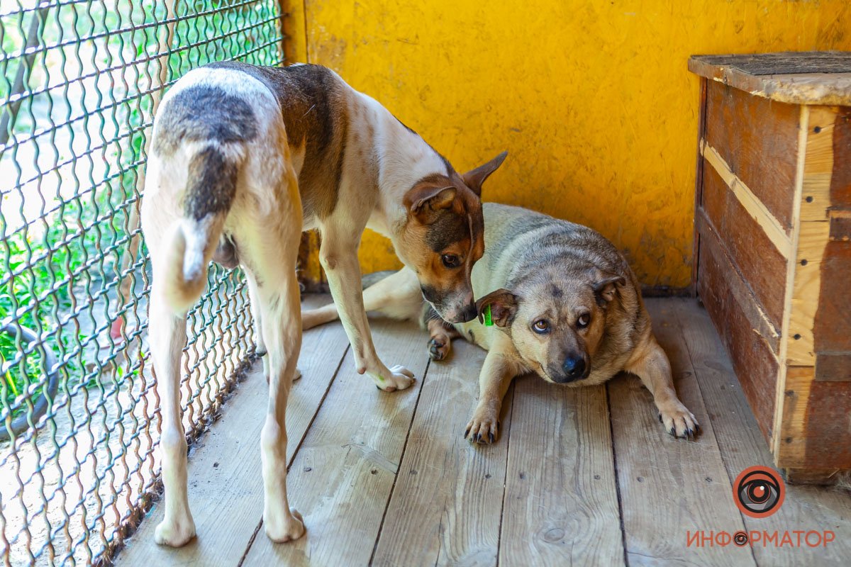 Лучик надежды: где в Днепре найти себе друга и как помочь приюту для животных 52