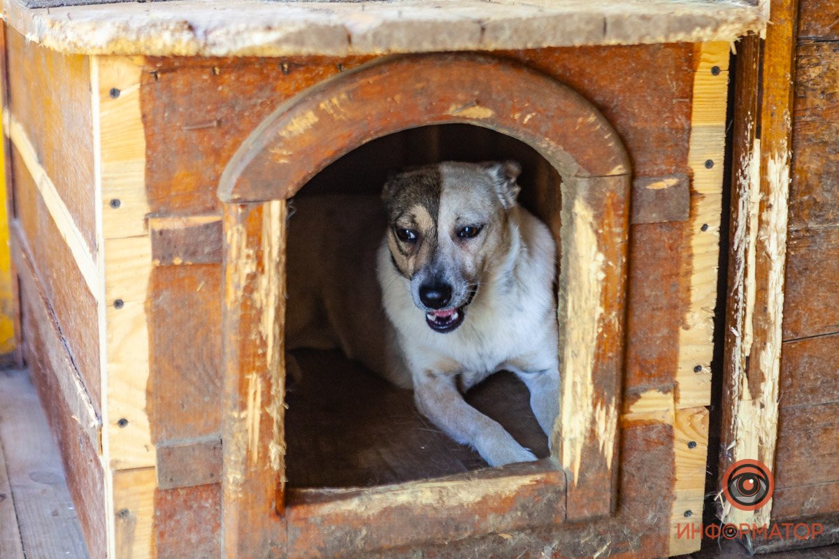 Лучик надежды: где в Днепре найти себе друга и как помочь приюту для животных 53