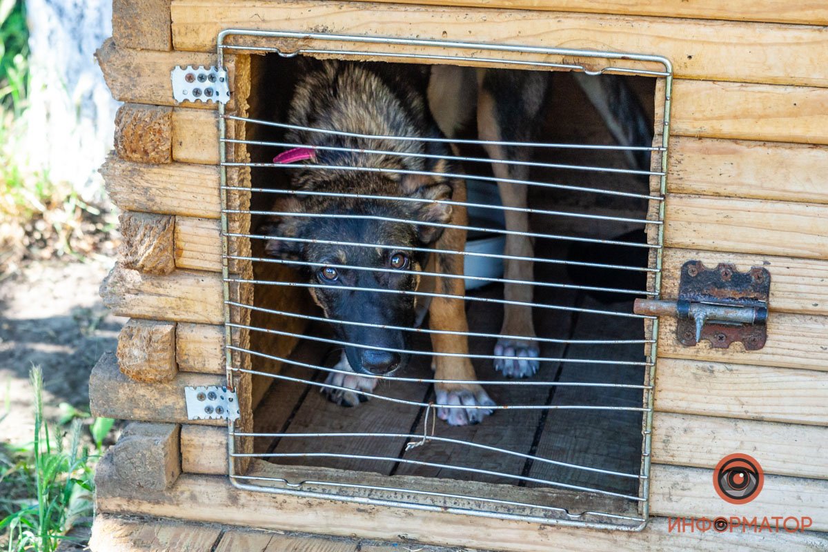 Лучик надежды: где в Днепре найти себе друга и как помочь приюту для животных 54
