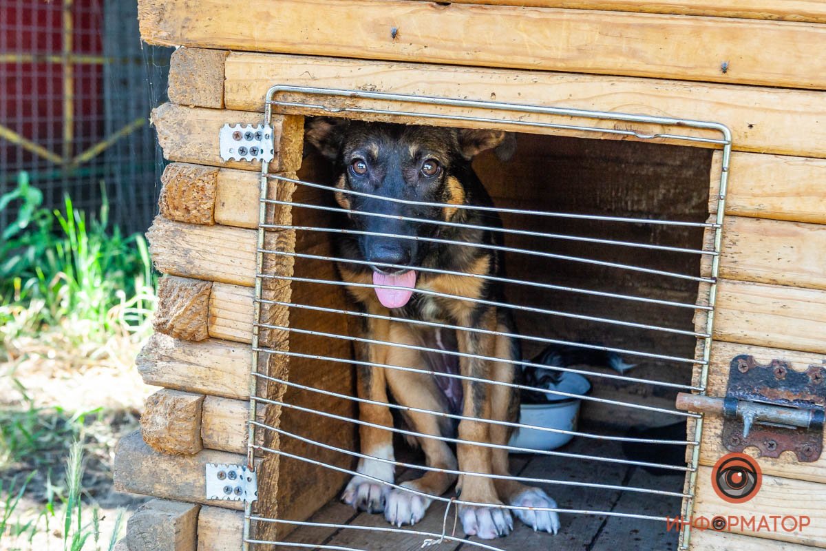 Лучик надежды: где в Днепре найти себе друга и как помочь приюту для животных 55