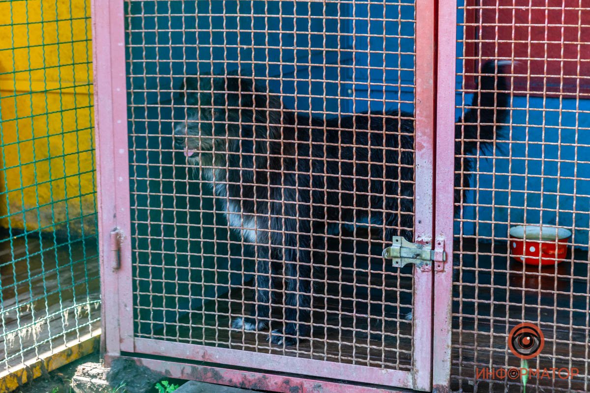 Лучик надежды: где в Днепре найти себе друга и как помочь приюту для животных 56