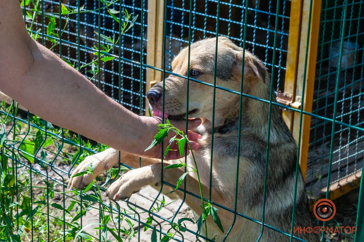 Лучик надежды: где в Днепре найти себе друга и как помочь приюту для животных 57
