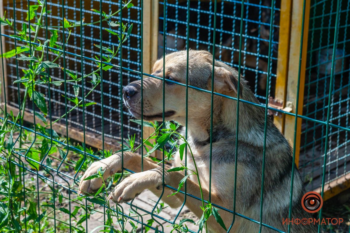 Лучик надежды: где в Днепре найти себе друга и как помочь приюту для животных 58