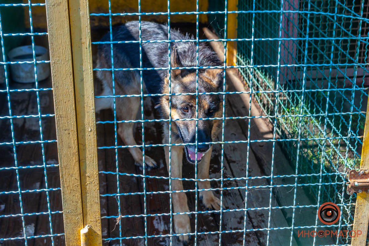 Лучик надежды: где в Днепре найти себе друга и как помочь приюту для животных 59