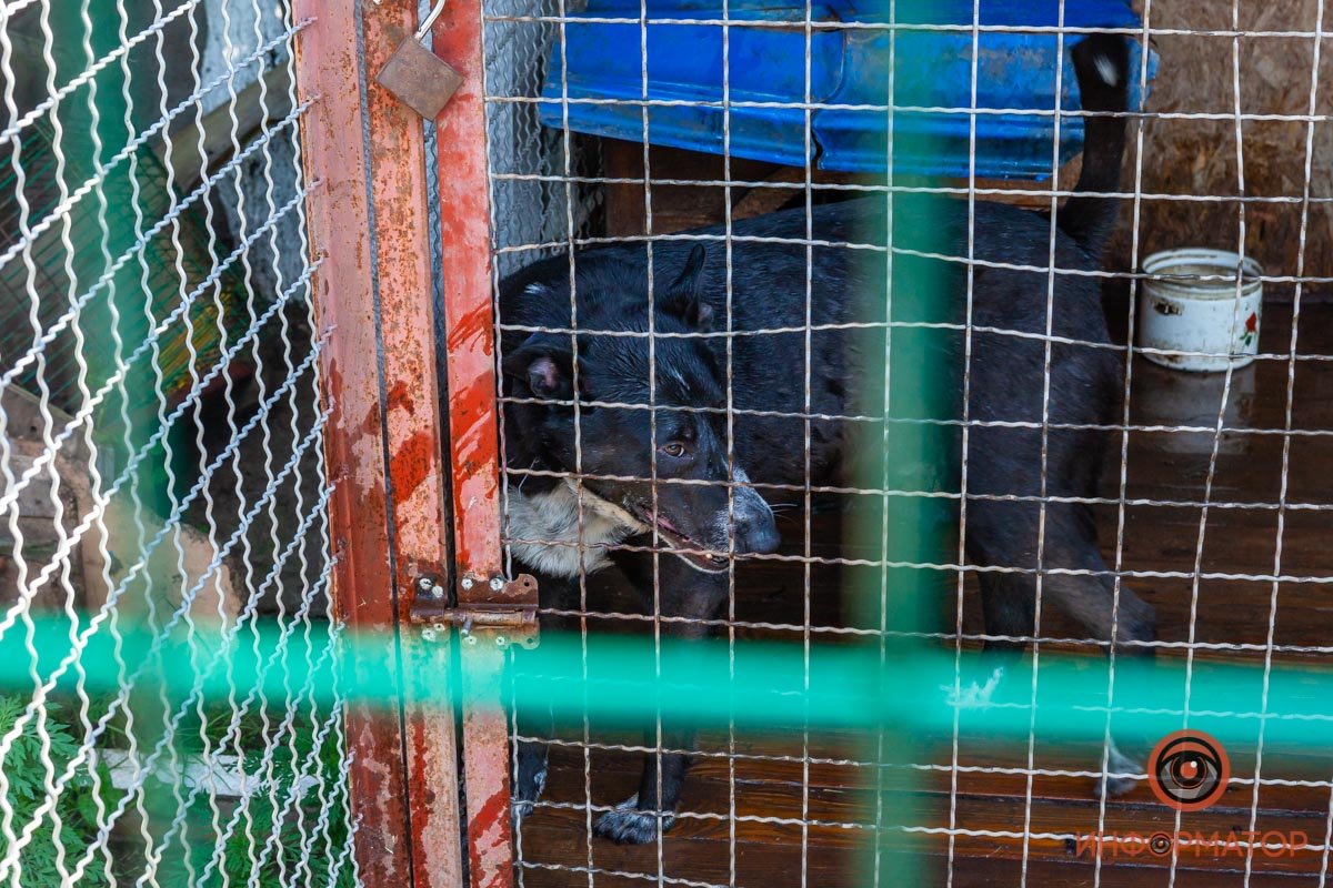 Лучик надежды: где в Днепре найти себе друга и как помочь приюту для животных 60