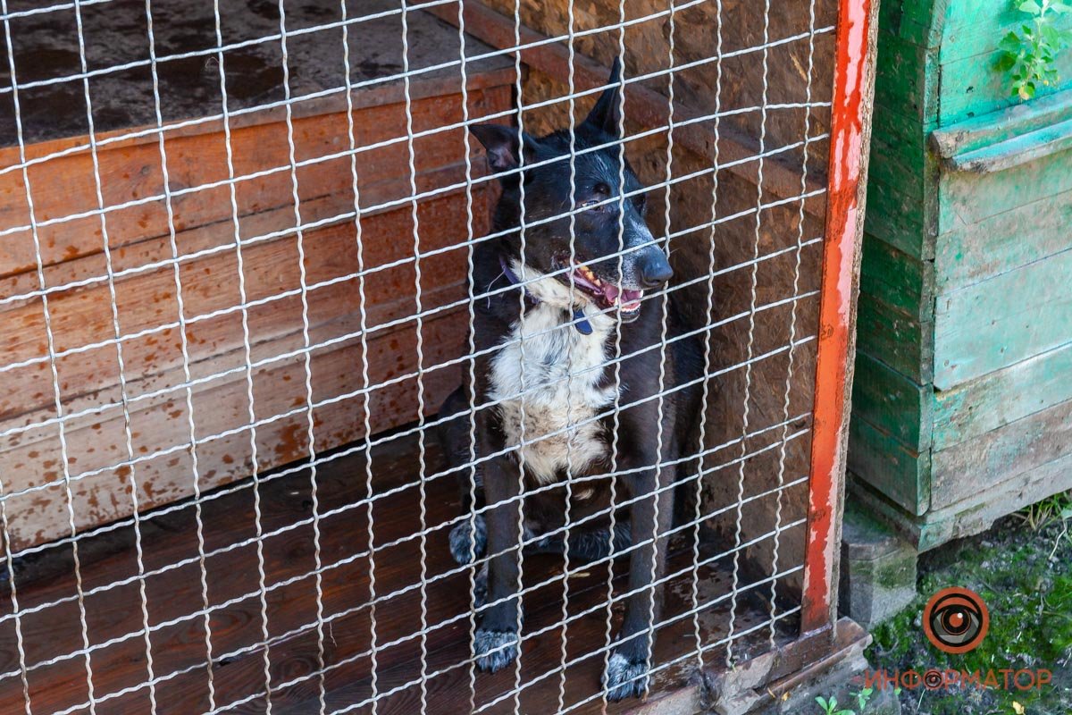 Лучик надежды: где в Днепре найти себе друга и как помочь приюту для животных 61