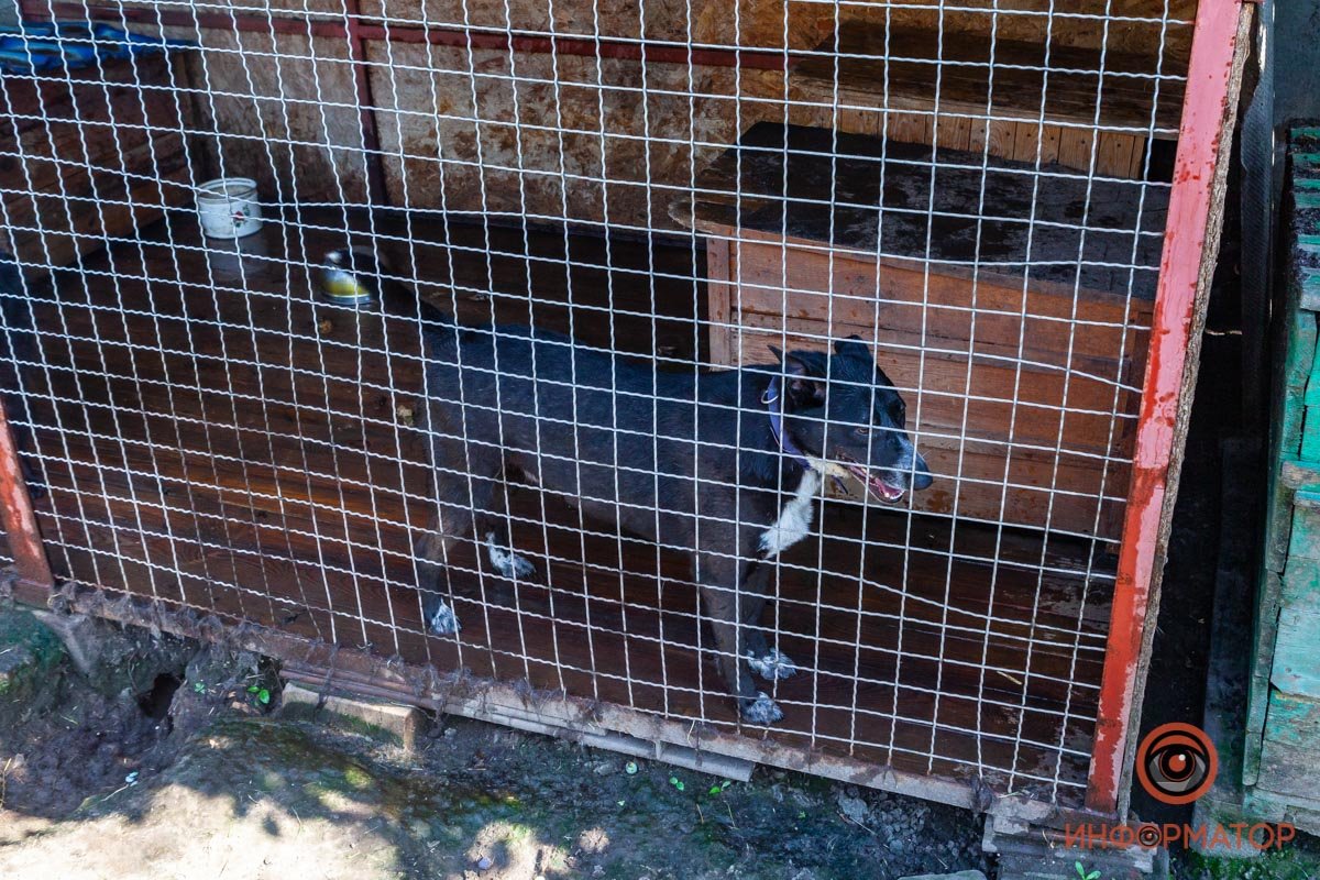 Лучик надежды: где в Днепре найти себе друга и как помочь приюту для животных 62