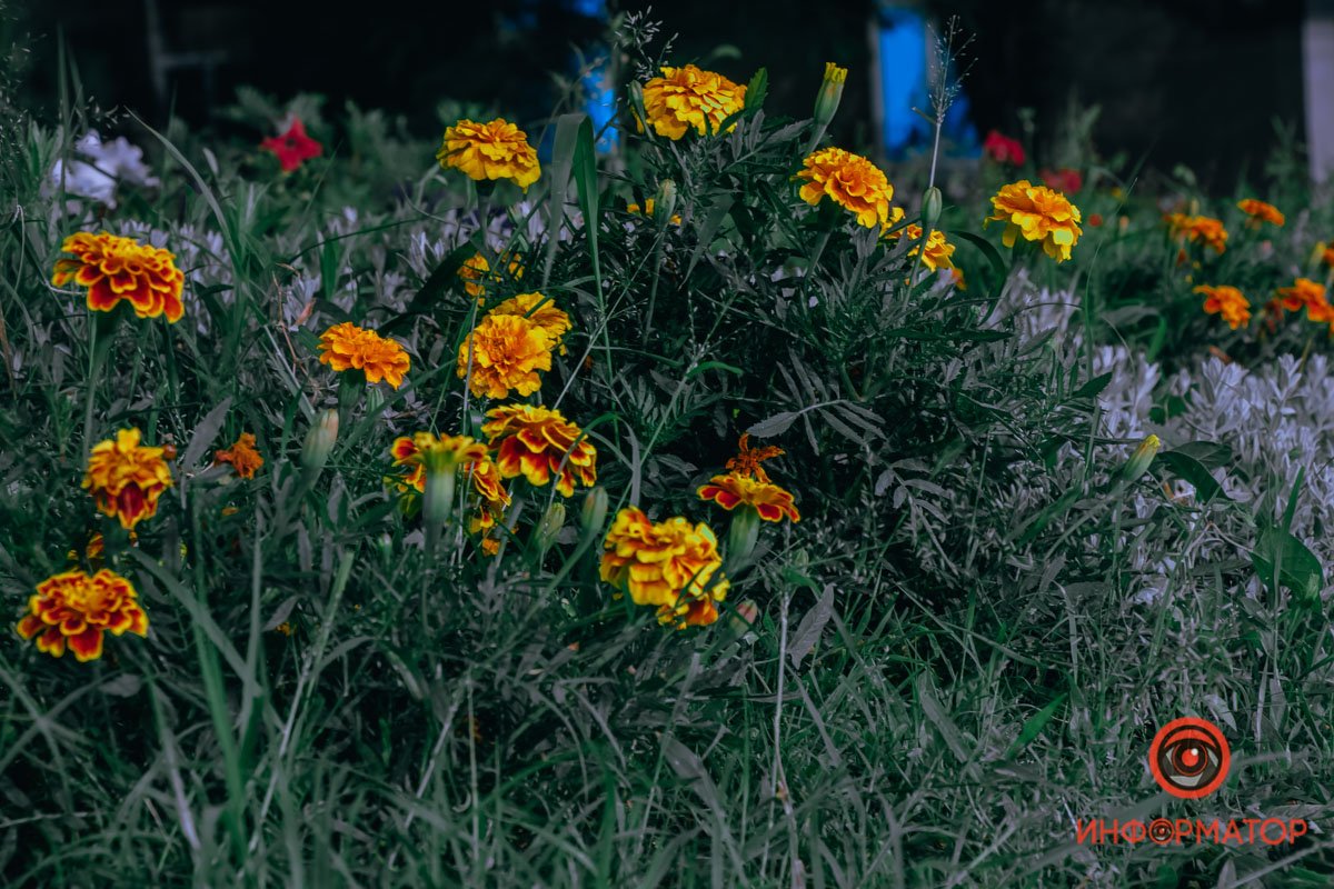 Чорнобривців насіяла мати...