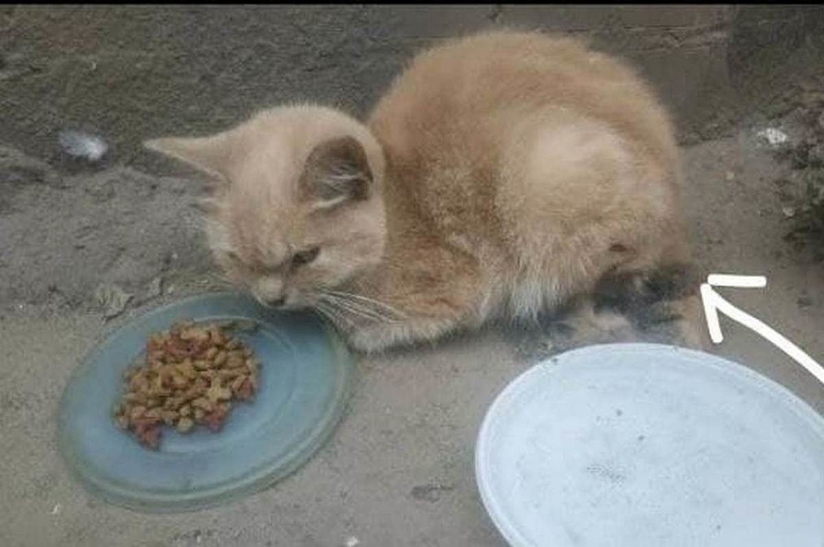 Кошмарный запах и тараканы: жительница многоэтажки устроила тюрьму для животных 1