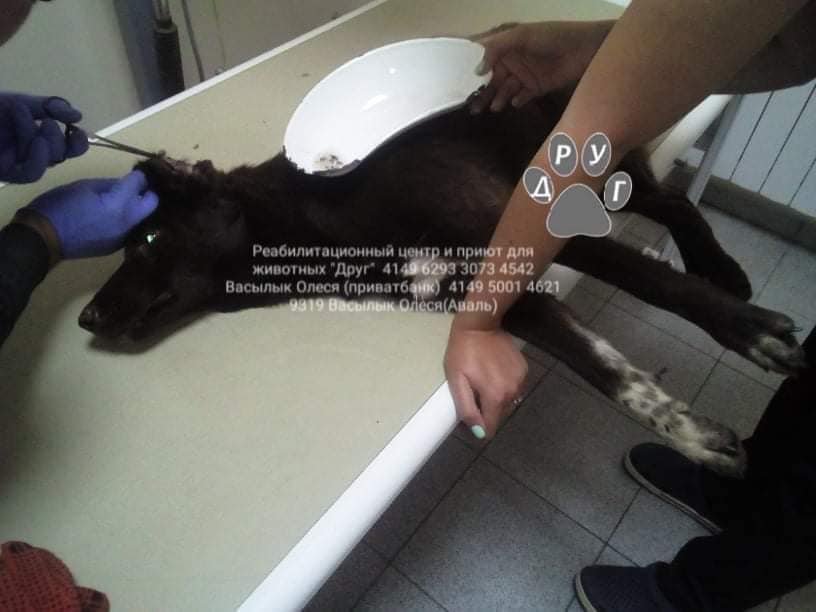 Перелом позвоночника, опухоли и ринотрахеит: каким животным Днепра нужна помощь 1