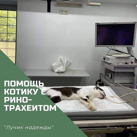 Перелом позвоночника, опухоли и ринотрахеит: каким животным Днепра нужна помощь 2